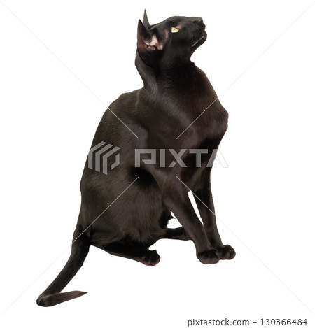 Black oriental shorthair cat 130366484
