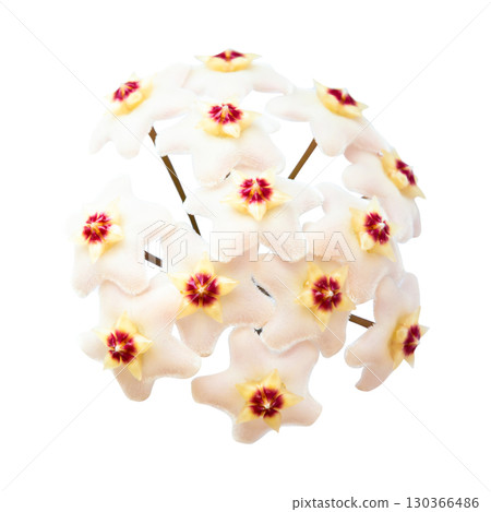 White flowers Hoya Carnosa 130366486