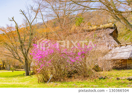 [山梨縣]西湖野鳥森林公園的櫻花和杜鵑花美不勝收 130366504