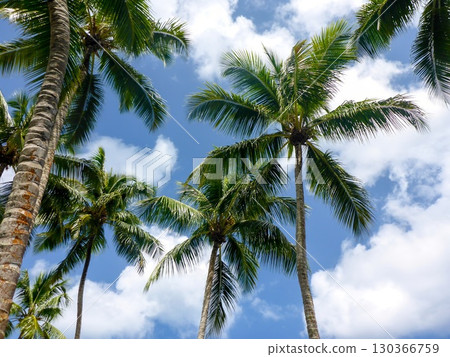 Beach Forest in the Northern part of Dominican Republic, Caribbean. 130366759