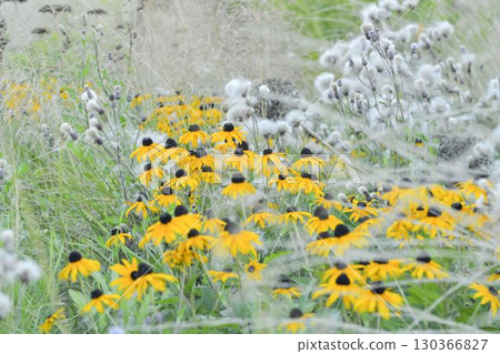 Rudbeckia hirta, commonly called black-eyed Susan and yellow coneflower, is a North American flowering plant in the family Asteraceae. It grows to 1 metre tall with daisy-like yellow flower heads Rudbeckia hirta, commonly called black-eyed Susan and yellow coneflower, is a North American flowering plant in the family Asteraceae. It grows to 1 metre tall with daisy-like yellow flower heads 130366827