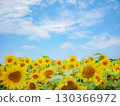 Blue sky and sunflower 130366972