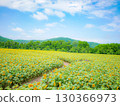 Sunflower field spreading to the blue sky and one side 130366973