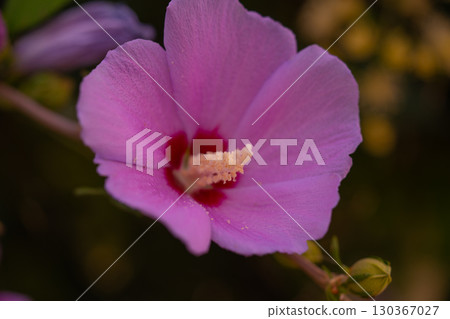 Mugunghwa, rose of the Sharon, hibiscus syriacus flower, South Korea. 130367027