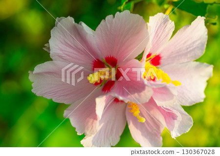 Mugunghwa, rose of the Sharon, hibiscus syriacus flower, South Korea. 130367028