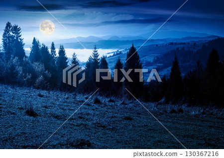 rural area of mountains in autumn at night. wonderful highland in full moon light observed from the hillside. meadows on rolling hills near spruce forest. alpine travel destination 130367216