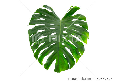 Tropical Monstera Leaf Isolated on Transparent Background for Design and Decoration. Monstera leaf PNG isolated tropical foliage Tropical Monstera Leaf Isolated on Transparent Background for Design and Decoration. Monstera leaf PNG isolated tropical foliage 130367397