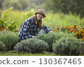 Woman Tending to Lavender and Marigold Garden 130367465