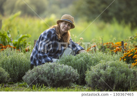 Woman Tending to Lavender and Marigold Garden Woman Tending to Lavender and Marigold Garden 130367465