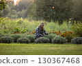 Woman Tending to Lavender Garden During Sunset 130367468