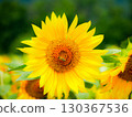Sunflowers in the summer sun 130367536