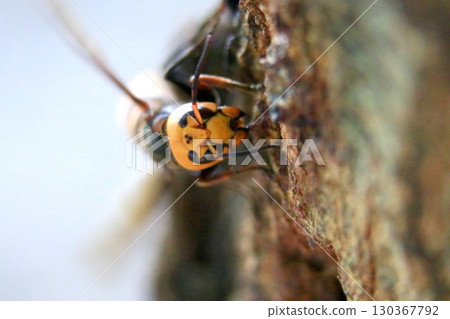 秋季的亞洲大黃蜂 130367792