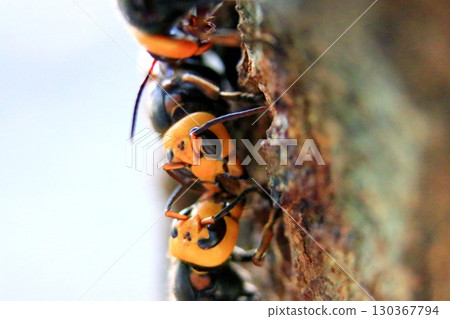 Asian giant hornet in autumn 130367794