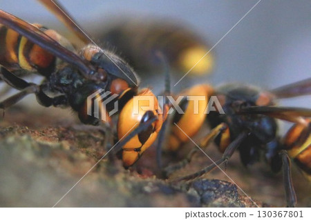 秋季的亞洲大黃蜂 130367801