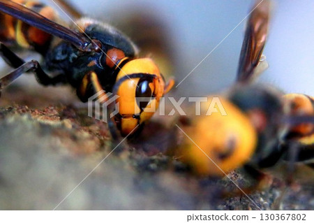 秋季的亞洲大黃蜂 130367802
