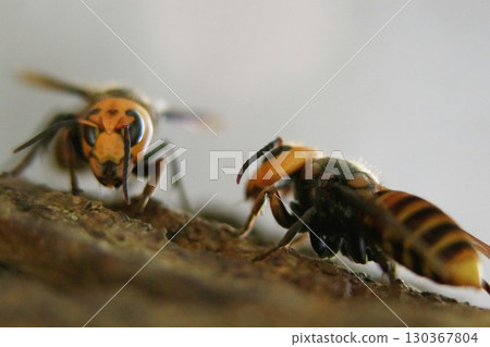 Asian giant hornet in autumn Asian giant hornet in autumn 130367804