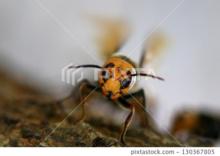 Asian giant hornet in autumn 130367805