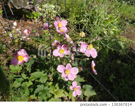 A garden in September with Japanese anemones blooming A garden in September with Japanese anemones blooming 130367814