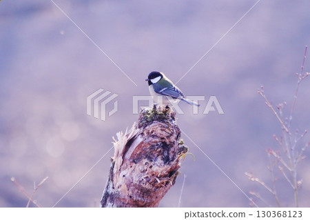 大山雀棲息在一棵樹上 大山雀棲息在一棵樹上 130368123