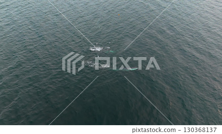 Aerial view of two fin whales, Balaenoptera physalus, hunting in Donegal Bay, Ireland 130368137