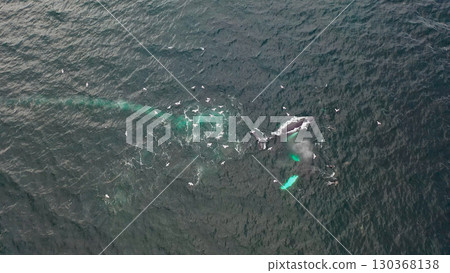 Two Humpback Whales, Megaptera novaeangliae, Bubble-Net feeding in Donegal Bay, Ireland Two Humpback Whales, Megaptera novaeangliae, Bubble-Net feeding in Donegal Bay, Ireland 130368138