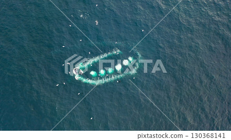 Humpback Whales, Megaptera novaeangliae, Bubble-Net feeding in Donegal Bay, Ireland Humpback Whales, Megaptera novaeangliae, Bubble-Net feeding in Donegal Bay, Ireland 130368141