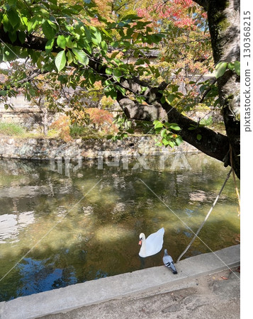 鳥兒在池塘裡休息,沐浴著透過樹梢的陽光 鳥兒在池塘裡休息,沐浴著透過樹梢的陽光 130368215