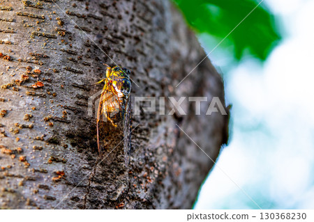 A cicada sits on a tree on hot summer day, closeup shot. Slow motion. Korea 130368230