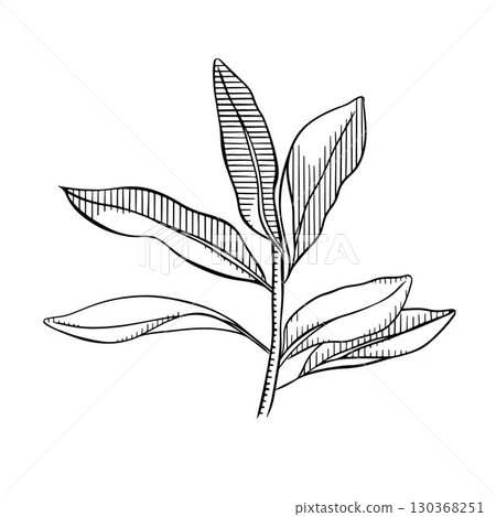 Olive branch with leaves graphic line ink illustration. Hand drawn Black and white olive tree branch. Mediterranean food, aroma organic oil. Greek plant linear illustration 130368251