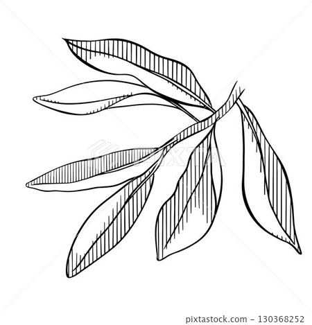 Olive branch leaves composition. Vector graphic line Black and white ink illustration. Silhouette sign for logo, print, comics, fashion, pop art, boards, design, stickers, decoration, posters Olive branch leaves composition. Vector graphic line Black and white ink illustration. Silhouette sign for logo, print, comics, fashion, pop art, boards, design, stickers, decoration, posters 130368252