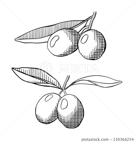 Olive branches isolated on a white background, vector graphic Black and white line ink illustration. Botanical natural elements for decoration, labels, design. Olives, leaves sketch set 130368254