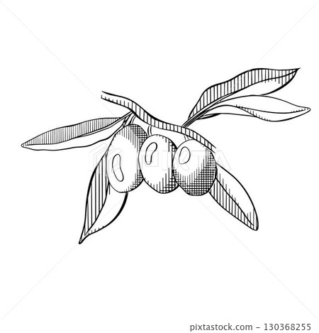 Olives Line Drawing. Olive berry branch composition Black and white. Vector graphic line ink illustration. Floral Line Art. Hand Drawn Olive. Wedding invitation greenery 130368255