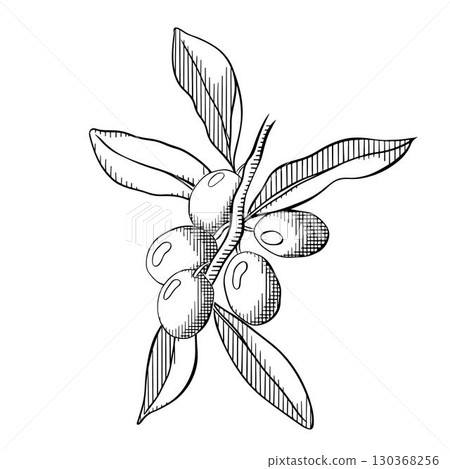 Olive berry branch composition. Vector graphic line Black and white ink illustration. Silhouette sign for logo, print, comics, fashion, pop art, boards, design, stickers, decoration, posters 130368256