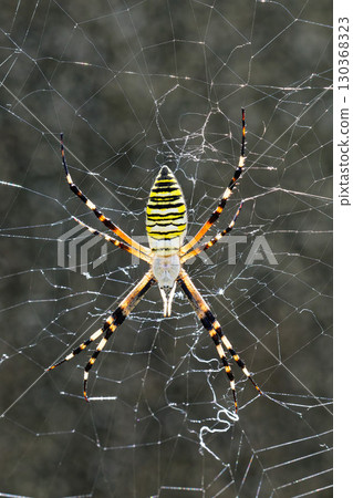 Argiope bruennichi, vertical position 130368323