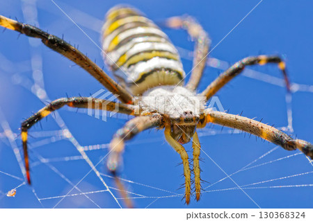 布魯恩金蛛 (Argiope bruennichi) 在藍天下築巢 130368324