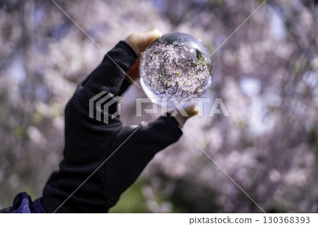 鎖上垂枝櫻花樹 130368393