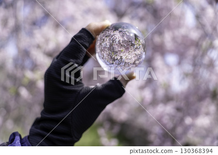 鎖上垂枝櫻花樹 130368394