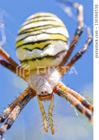 條紋圓蛛,垂直位置 條紋圓蛛,垂直位置 130368538