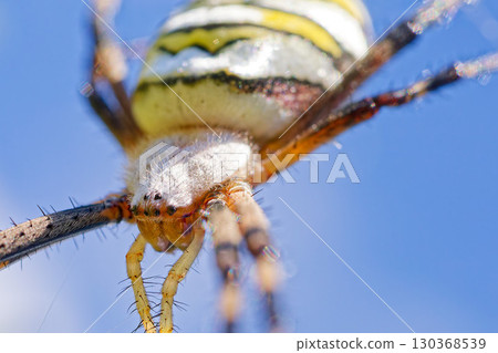 金色蜘蛛(Argiope bruennichi),特寫 金色蜘蛛(Argiope bruennichi),特寫 130368539