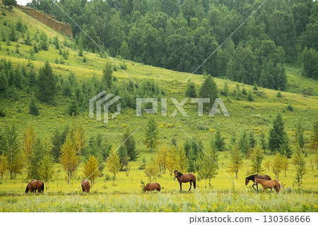 Herd of wild horse grazing on green summer meadow with trees. Herd of wild horse grazing on green summer meadow with trees. 130368666