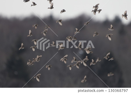 A flock of redpolls flying 130368797