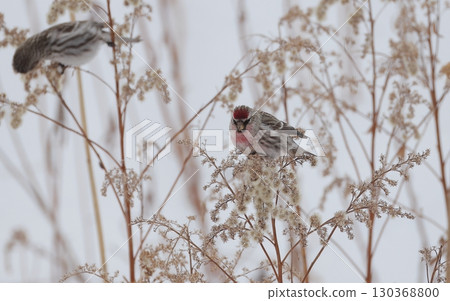 一隻雄性紅poll鳥正在啄食草籽 130368800