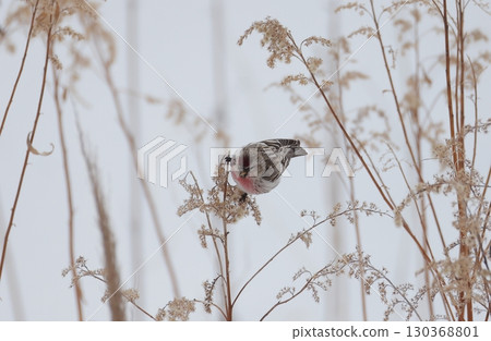 A male redpoll pecking at grass seeds 130368801