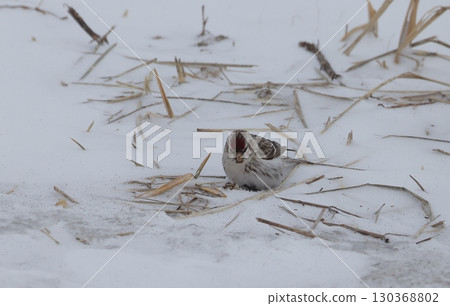 Redfinch that landed on the snowy field 130368802