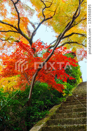 The stone steps of Yamazaki Shoten surrounded by autumn leaves The stone steps of Yamazaki Shoten surrounded by autumn leaves 130368895