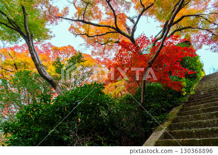 The stone steps of Yamazaki Shoten surrounded by autumn leaves 130368896