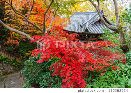 Yamazaki Shoten surrounded by autumn leaves Yamazaki Shoten surrounded by autumn leaves 130368934