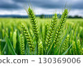 Green wheat growing in field under cloudy sky 130369006