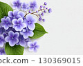 Purple hydrangeas blooming on white background 130369015