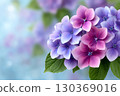 Beautiful pink and purple hortensia flowers blooming in spring garden 130369016